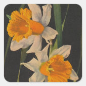 Sticker Jonquil Nachtbloemen Daffodils Tuinieren (Voorkant)