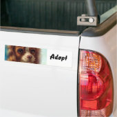 Sticker Katje Hond Adopteren (Op Truck)