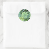 Sticker leaf clover (Tas)