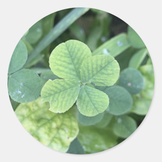 Sticker leaf clover (Voorkant)