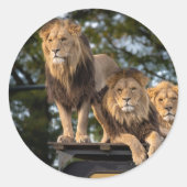 Sticker leeuw (Voorkant)