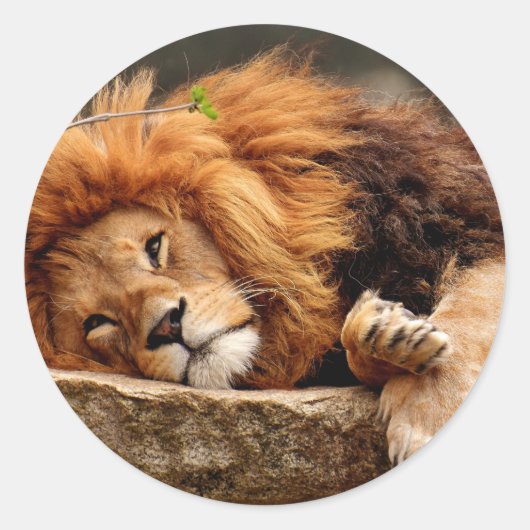 Sticker leeuw (Voorkant)