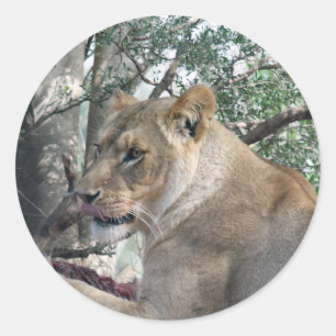 Sticker leeuw