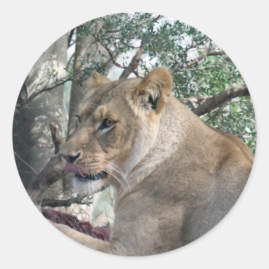 Sticker leeuw (Voorkant)