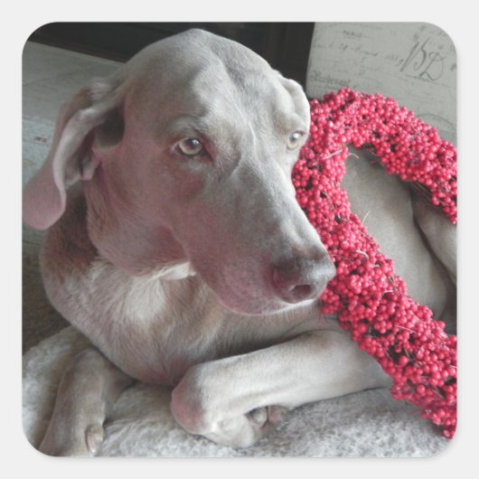 Sticker met de liefde van Regen - Weimaraner hond (Voorkant)