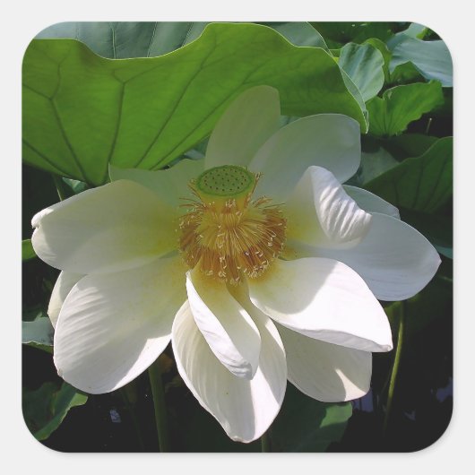 Sticker met delicate witte Lotus Flower (Voorkant)