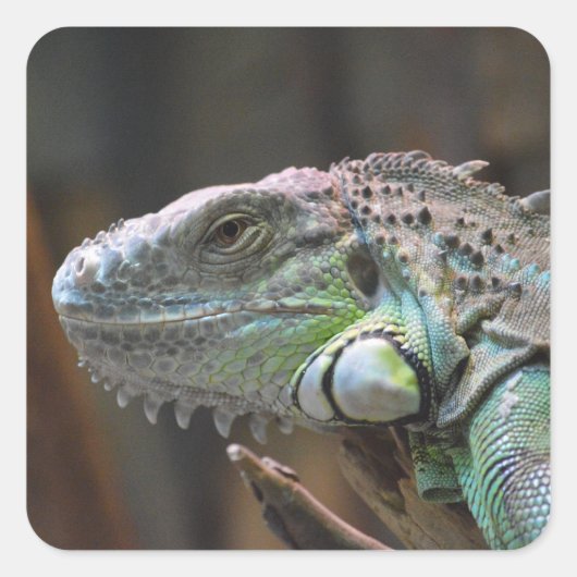 Sticker met hoofd van kleurrijke Iguana hagedis (Voorkant)