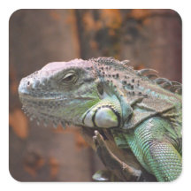 Sticker met kleurrijke Iguana hagedis
