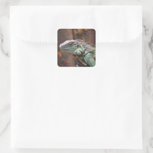 Sticker met kleurrijke Iguana hagedis (Tas)