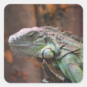 Sticker met kleurrijke Iguana hagedis