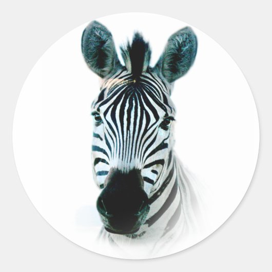 Sticker met portret van zebra in afrika (Voorkant)