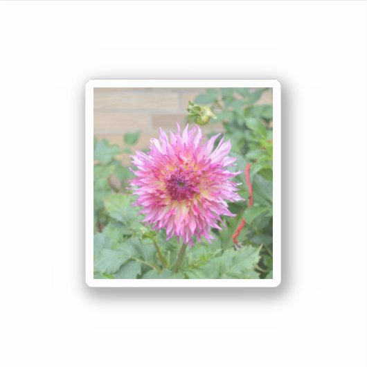 Sticker met roze dahlia (Voorkant)