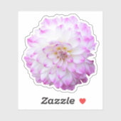 Sticker met roze en witte dahlia (Vel)