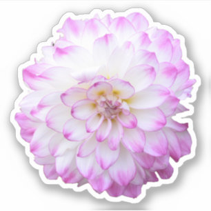 Sticker met roze en witte dahlia
