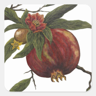 Sticker met vintage waterverf granaatappel botanis