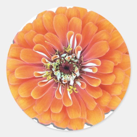Sticker - Oranje Zinnia (Voorkant)