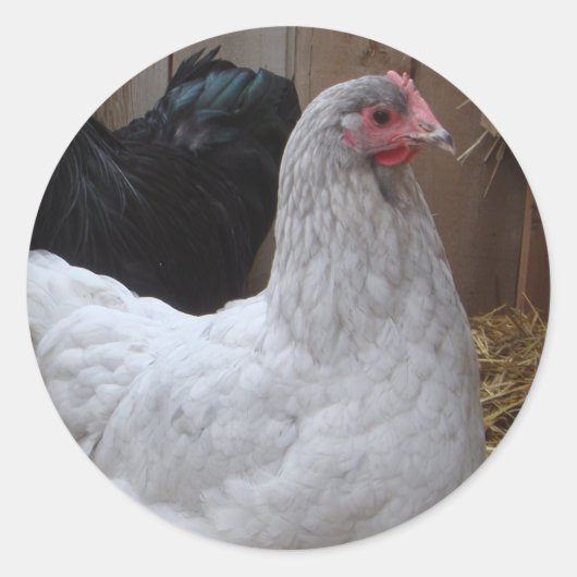 Sticker - Orpington hen (Voorkant)