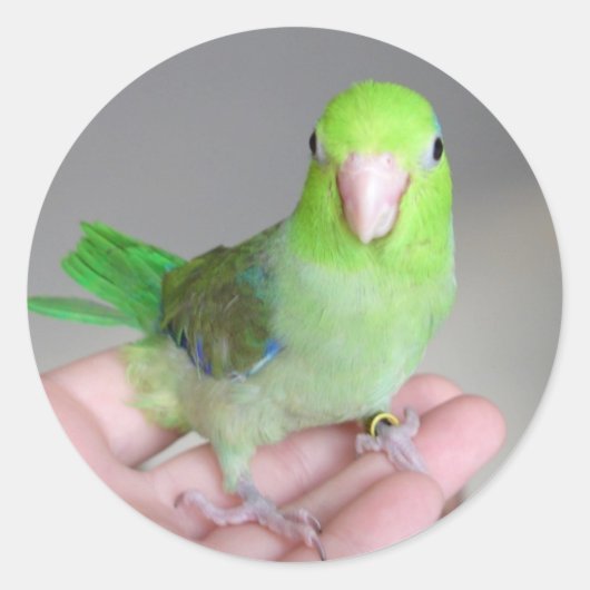 Sticker: Pacific Parrotlet Ronde Sticker (Voorkant)
