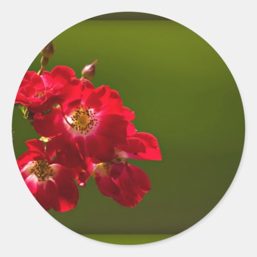 Sticker rode bloem (Voorkant)