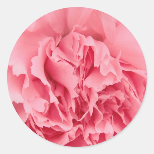 Sticker roze anjer dicht bij (Voorkant)