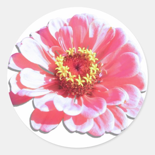 Sticker - Roze Zinnia (Voorkant)