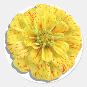 Sticker - Snoep Stripe Zinnia