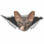Sticker Sphynx sticker Sphynx decal (Voorkant)