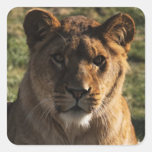 Sticker Stoere Leeuw – Dierenprint / Wildlife Desi (Voorkant)