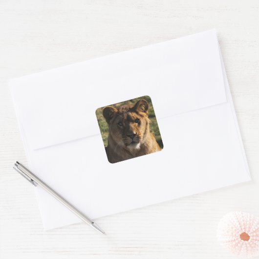 Sticker Stoere Leeuw – Dierenprint / Wildlife Desi (Envelop)