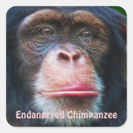 Sticker van bedreigde chimpansees in Afrika
