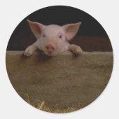 Sticker van biggen (Voorkant)