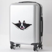 Sticker van Boston Terrier, sticker (Koffer)