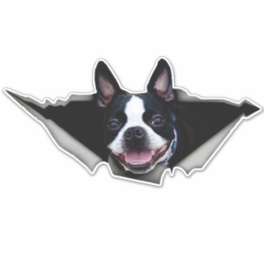 Sticker van Boston Terrier, sticker (Voorkant)