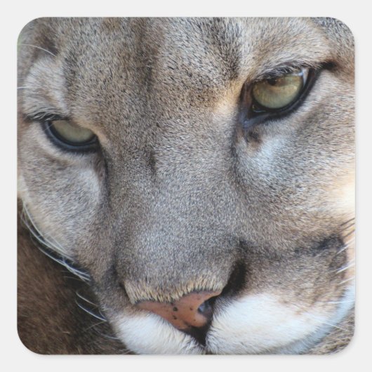 Sticker van Florida Panther (4071) (Voorkant)