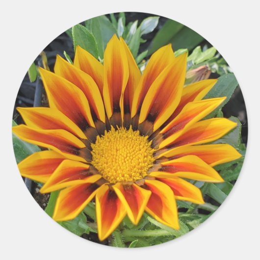 Sticker van Gazania-bloem (Voorkant)