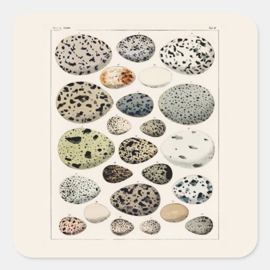 Sticker VAN HET SQUARE MET  "BIRDS EIEREN" (Voorkant)