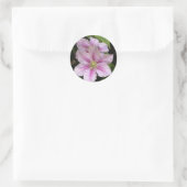 Sticker van Roze Lily (Clematis) (Tas)