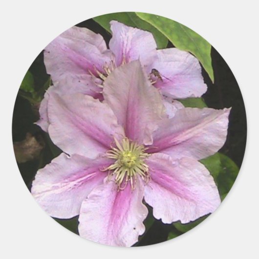 Sticker van Roze Lily (Clematis) (Voorkant)