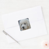 Sticker van Schattig Polish Tatra Sheepdog Puppy (Envelop)