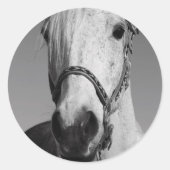 Sticker van witte paarden (Voorkant)