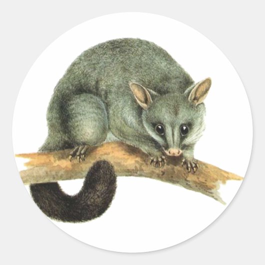 Sticker vellen - cooroy possum (Voorkant)
