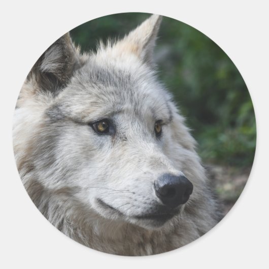 Sticker wolf (Voorkant)