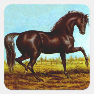 Sticker Zwart Beauty Paard Fancy Canter