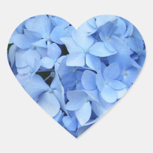 Stickers - Blauwe Hydrangea hortensia