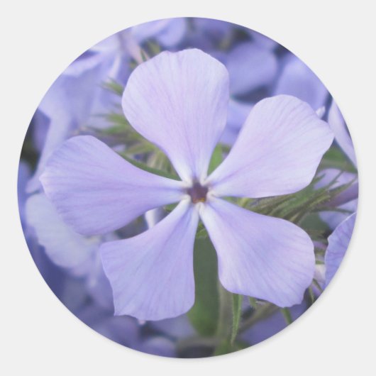 Stickers - Blauwe Phlox II (Voorkant)