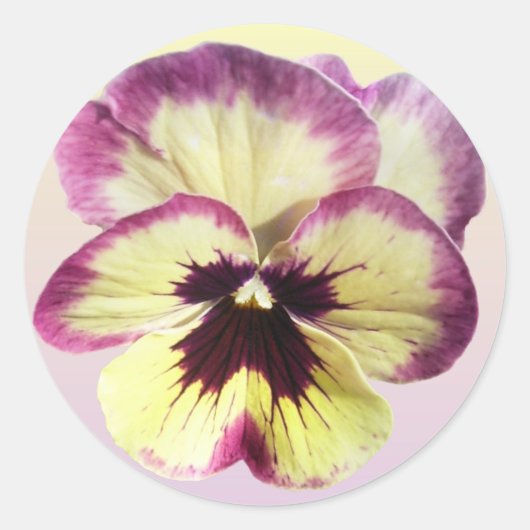 Stickers - Bourgogne Blotch Pansy (Voorkant)