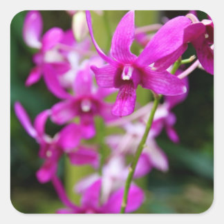 Stickers - Cooktown Orchid
