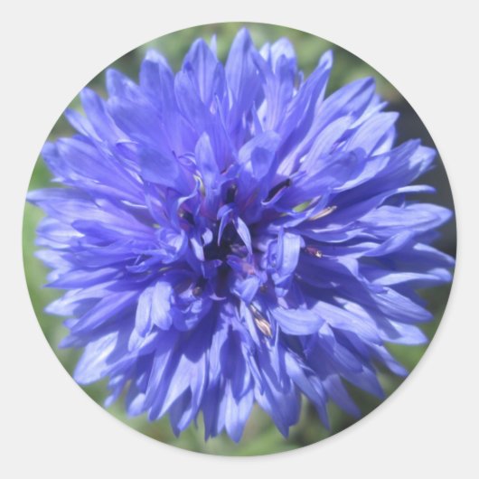 Stickers - Cornflower Blue Bachelor's Button (Voorkant)