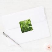 Stickers - Fishtail Fern (Envelop)