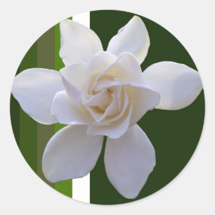 Stickers - Gardenia op Strepen